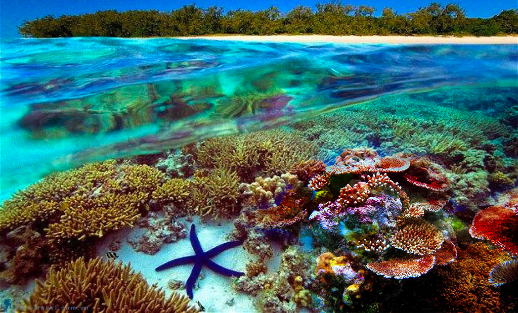 Rạn san hô lớn nhất nước Úc Great Barrier nằm tại tiểu bang Queensland